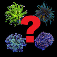 Hammer & torch mystery box pack