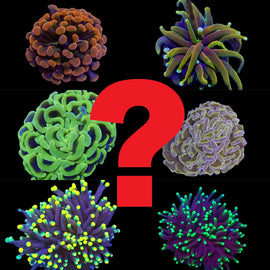 torch & hammer mystery box pack